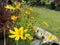 Yellowâ€‹ Sulfur CosmosÂ flowerâ€‹ plantâ€‹